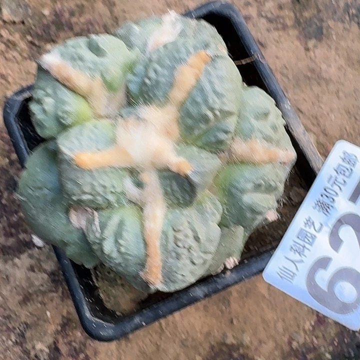 无花朵627龟甲大尤怒涛东三