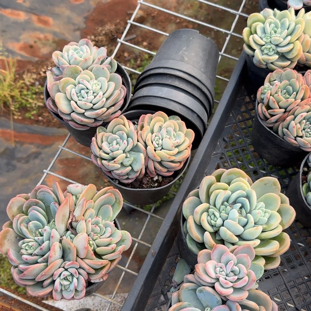 傲霜香水杂交五颗量拍不带盆19-19