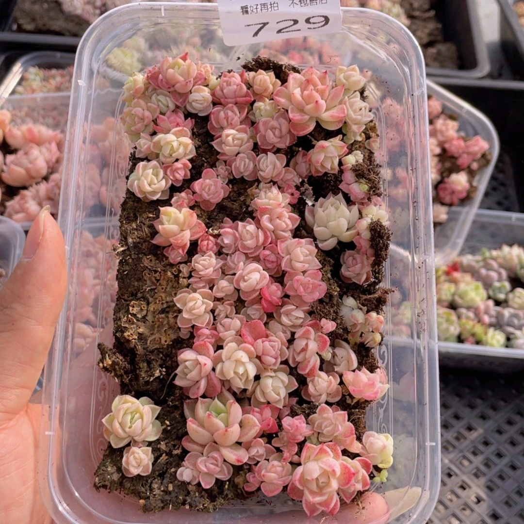 云糖心多肉植物729