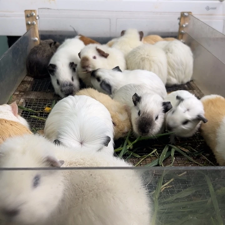 两只白色荷兰猪268