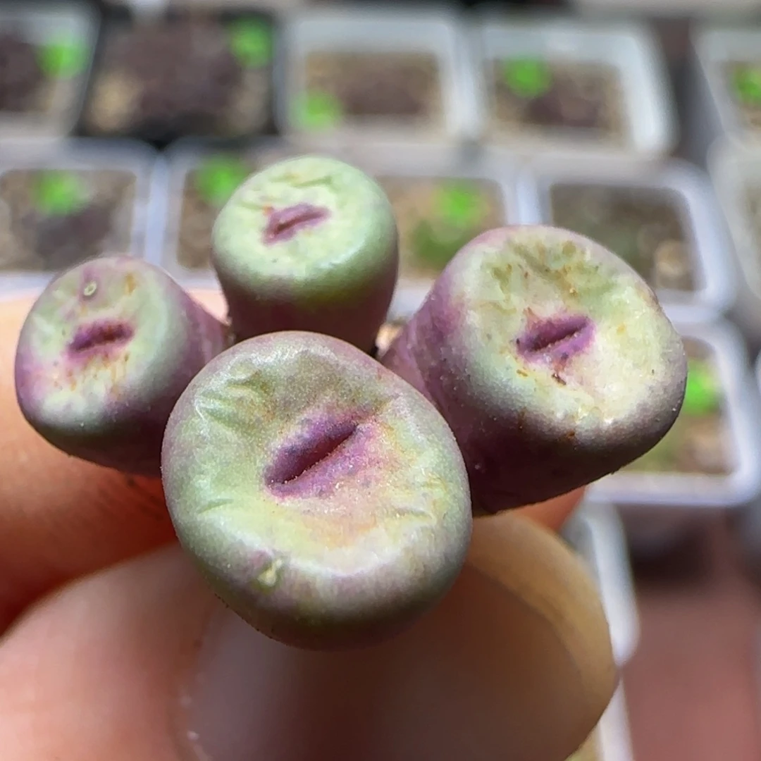 红嘴漂亮多肉植物32