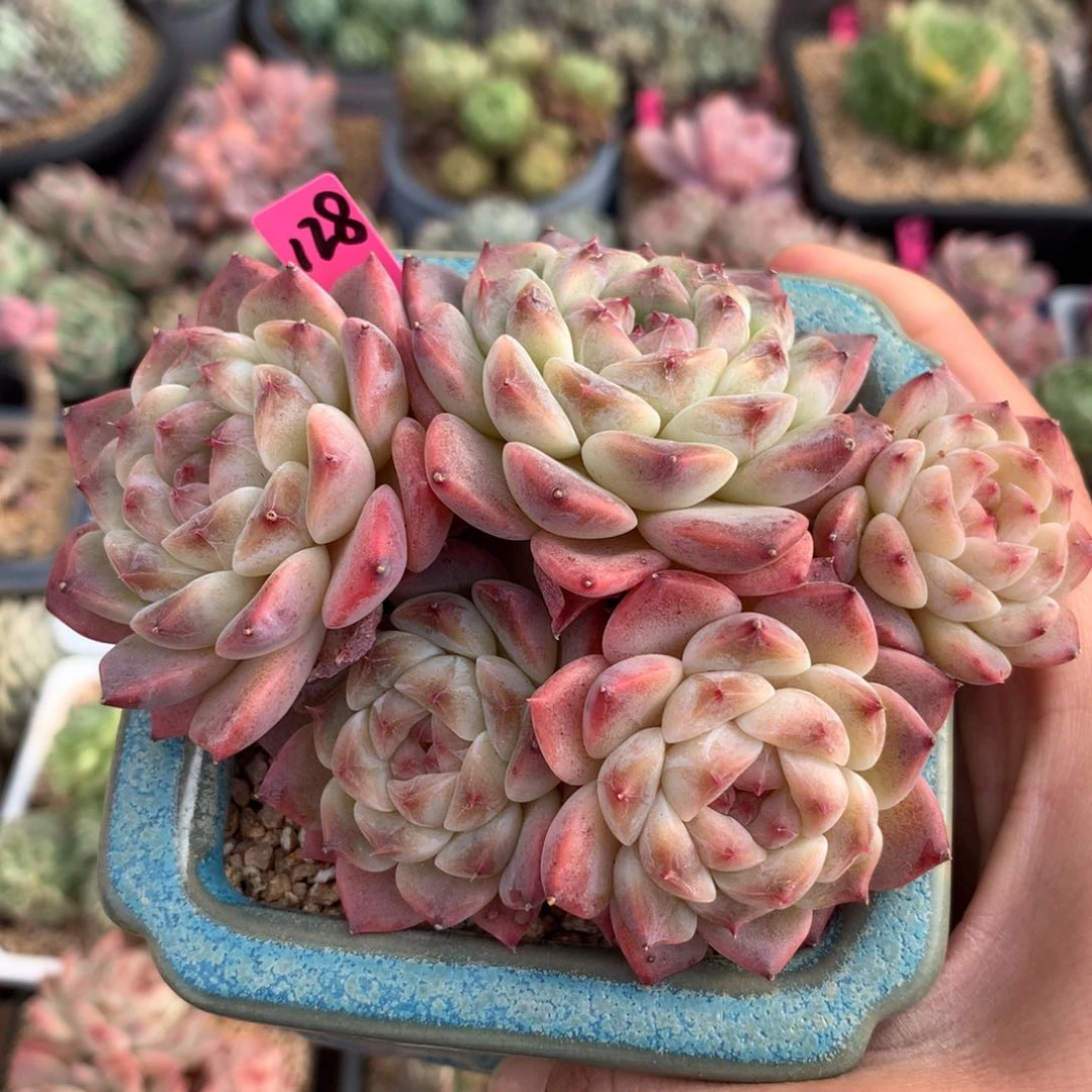 5头宝石心冰魄无砍群128