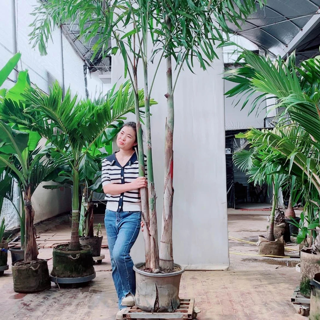 【闪购商品】陶瓷努**跑5667788888889