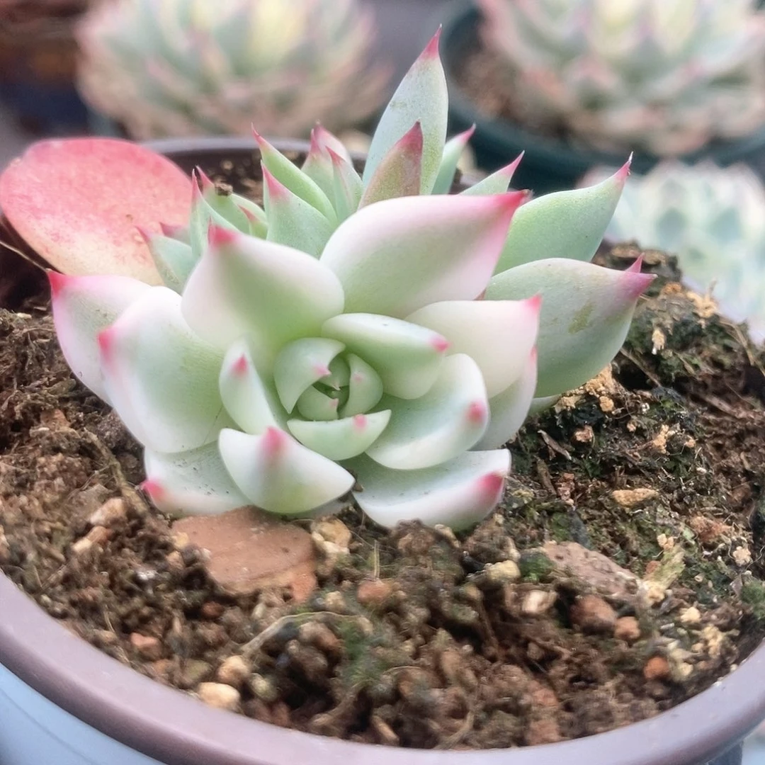 084锦锦锦锦锦锦锦锦