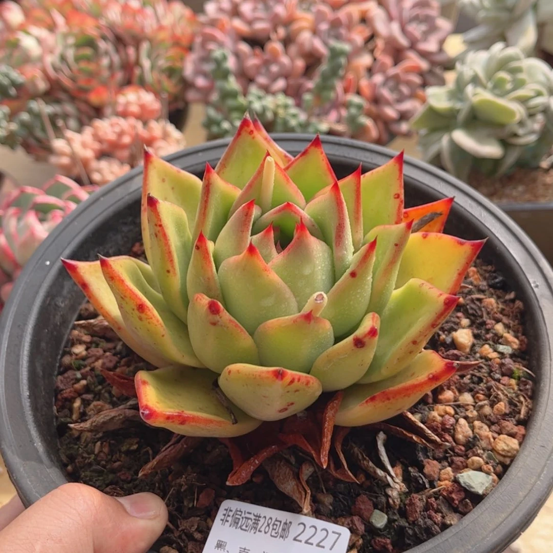 【闪购商品】2227东云