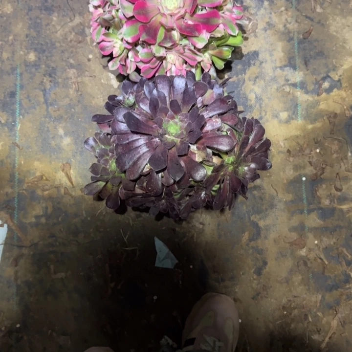 一单包邮不包侧枝17