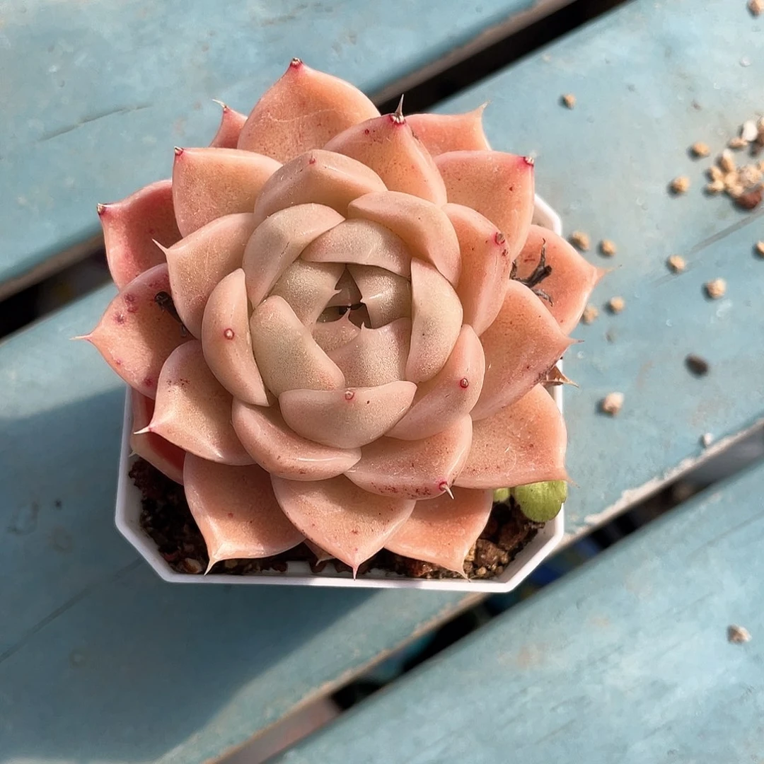 优选麦秆福利9534