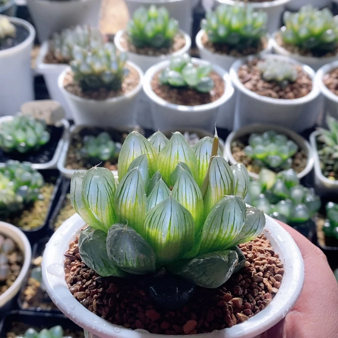 大窗y4玉露多肉植物