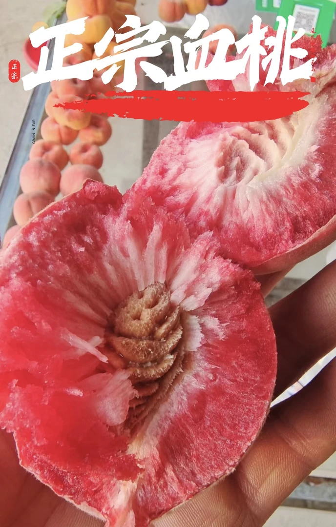 新鲜朱砂红血桃离核爆甜每日果园新鲜采摘