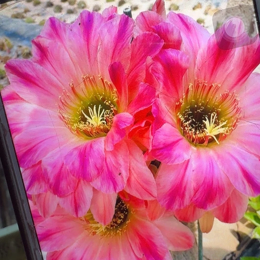 漂亮宝贝根高8公分毛花柱