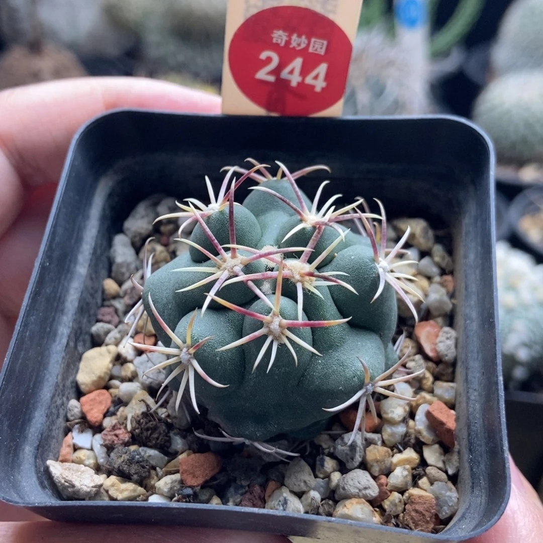 实生活中豪刺大红鹰3.8cm