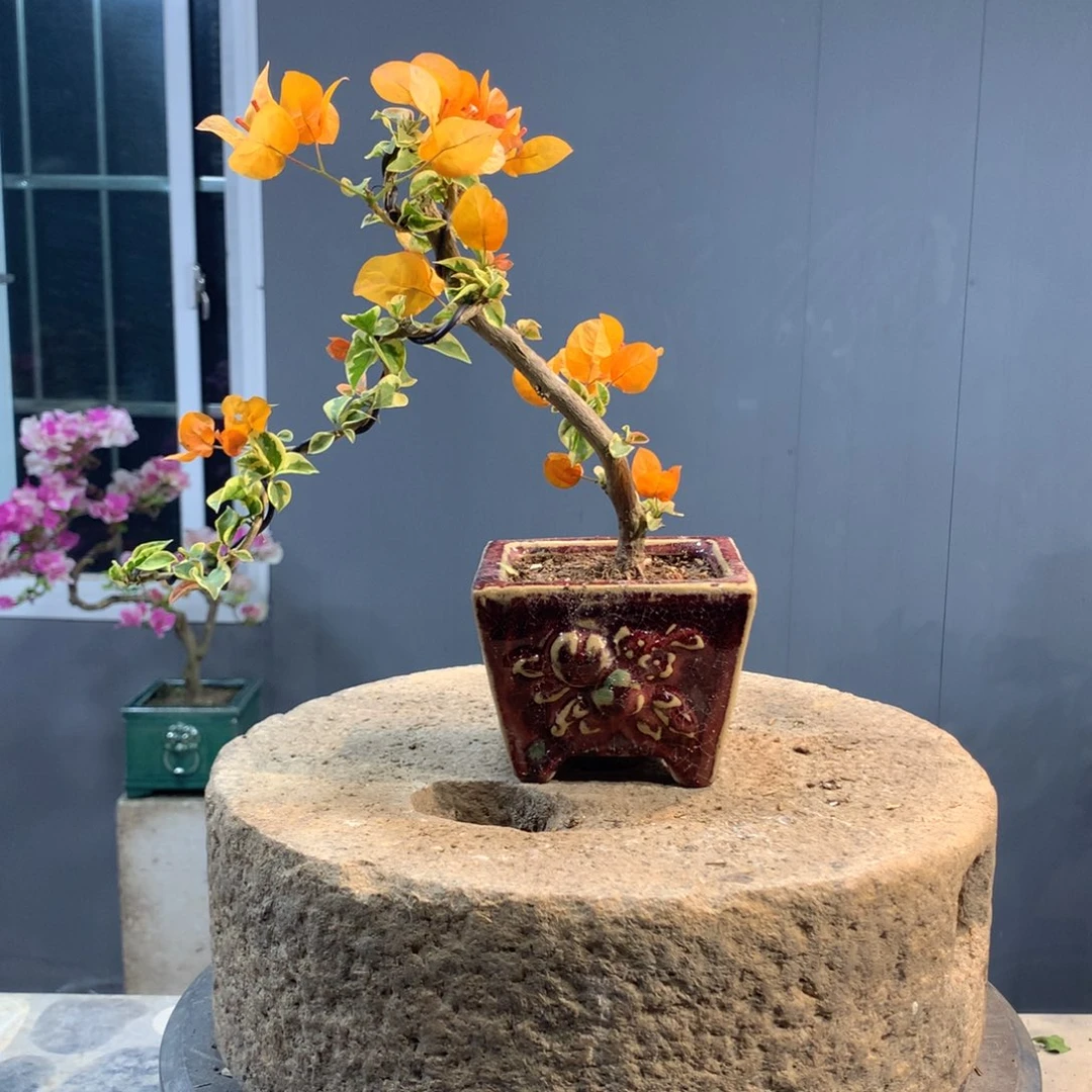 大量花朵（建议范围：8朵-15朵 或40%以上）