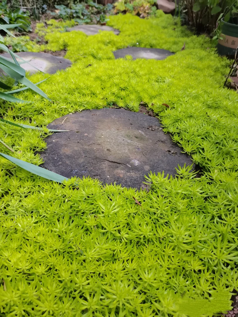 【佛甲草】花园必备套庭院阳台花友小花园植物