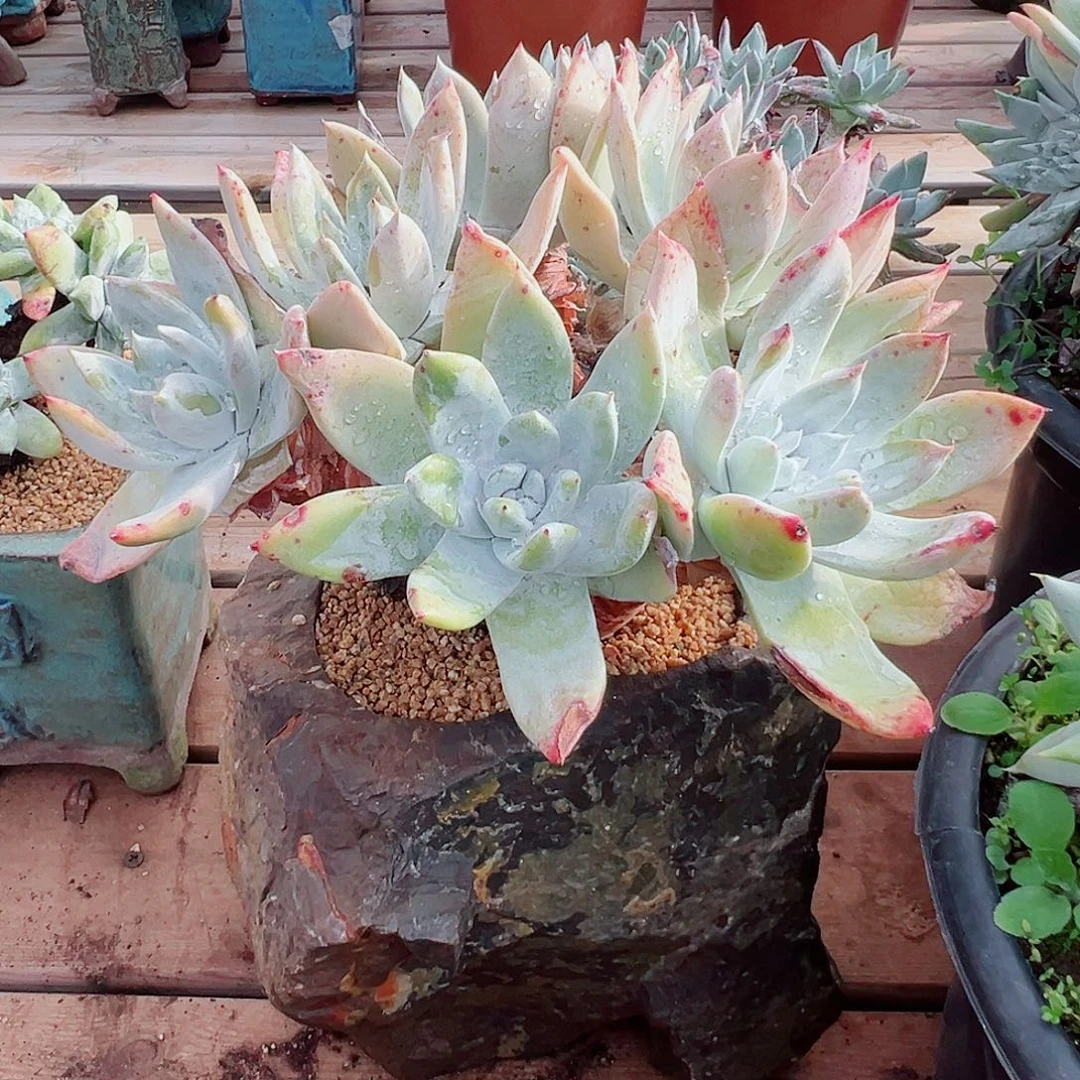 9059雪山仙女杯多肉