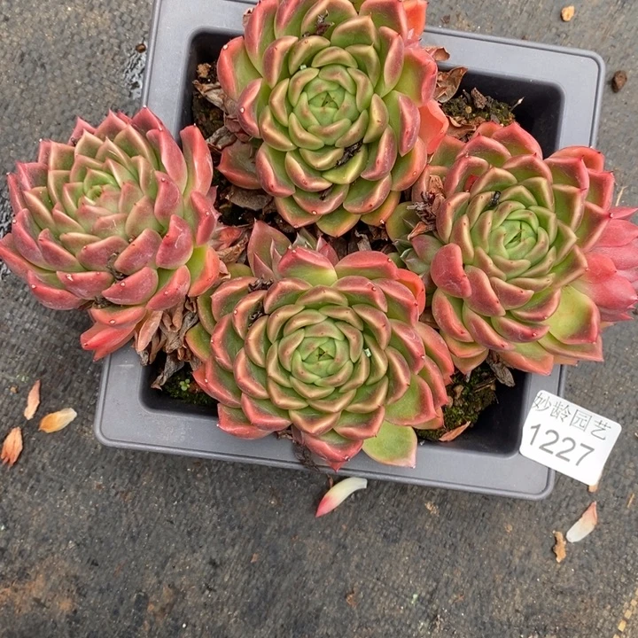 霍***姐1227杂交老桩基地～18厘米