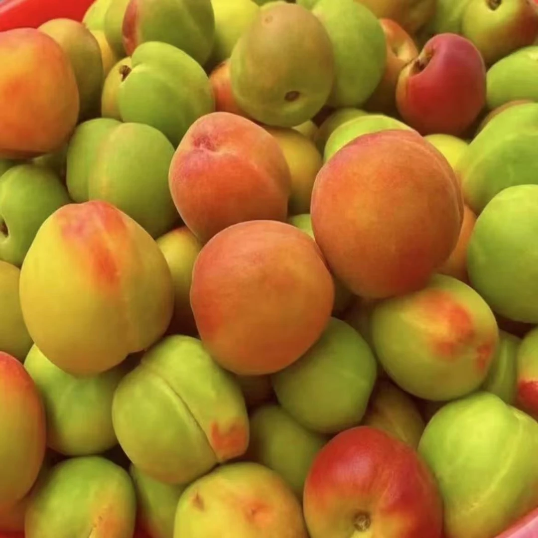 （绿）京东发货 潮汕新鲜拖桃拖李酸甜梅汁水果孕妇手工定制