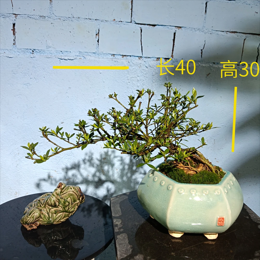 栀子花 茶台茶室海岛栀子花