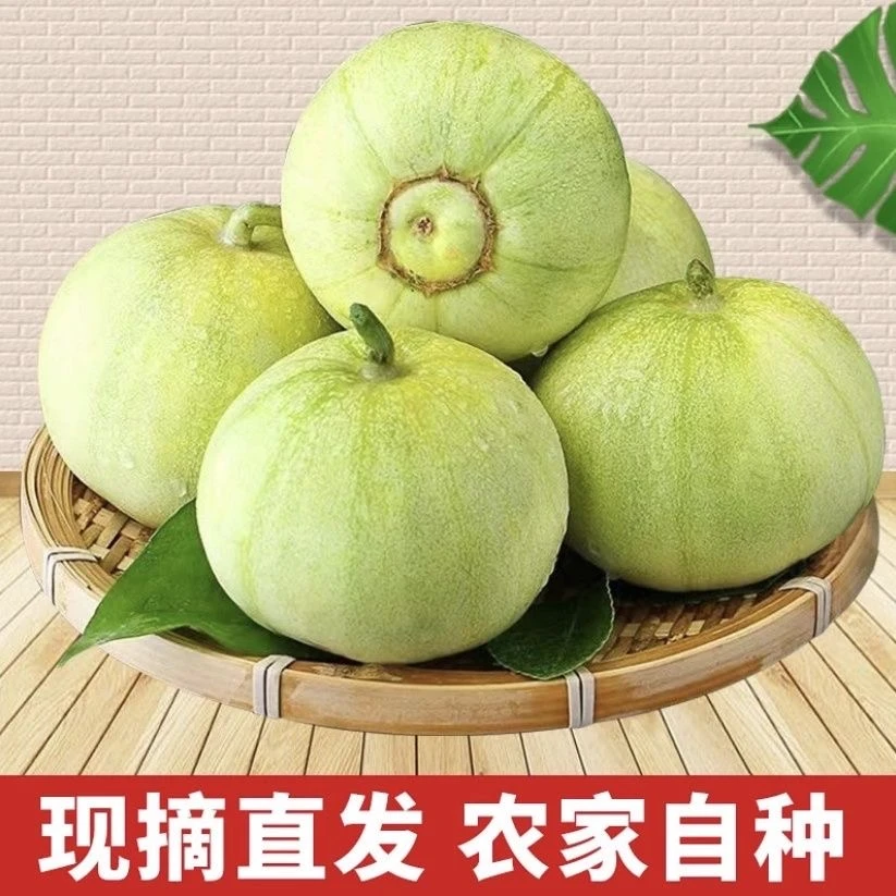（顺丰包邮）农家自种本地露天头茬香瓜现摘现发脆甜多汁应季水果
