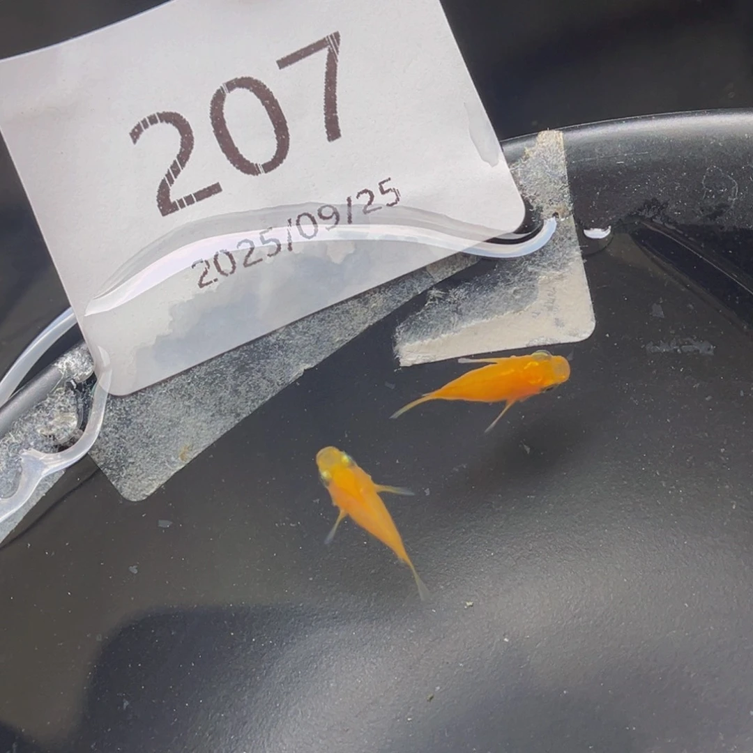 青鳉207初恋球一对