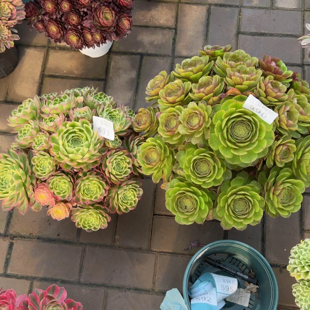 梦*多肉植物591590海王花月夜