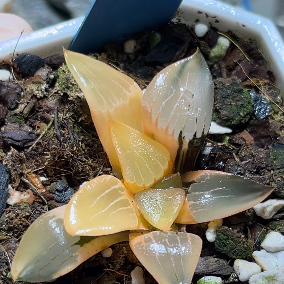 恭喜发财大吉大利734花影