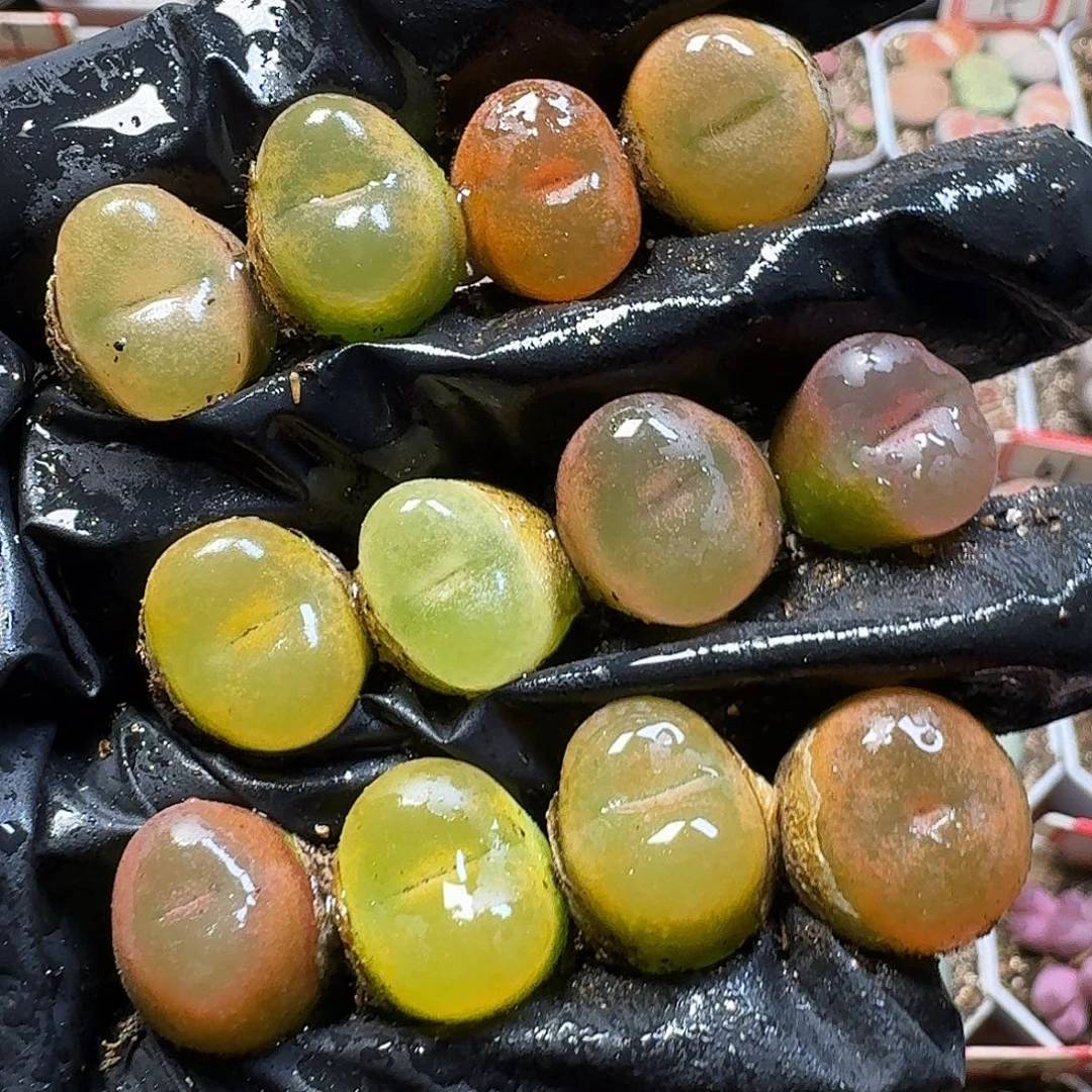 生石花11111。 197