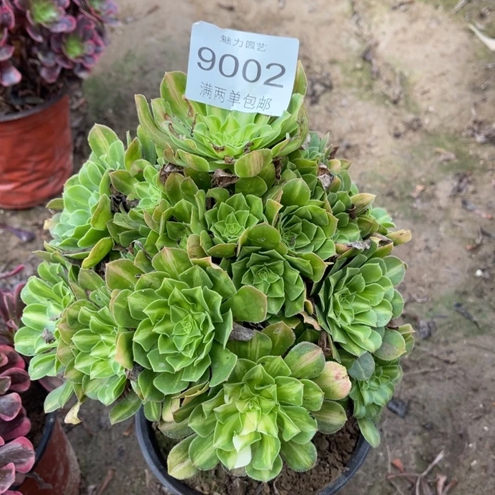 9002翡翠的的的多肉