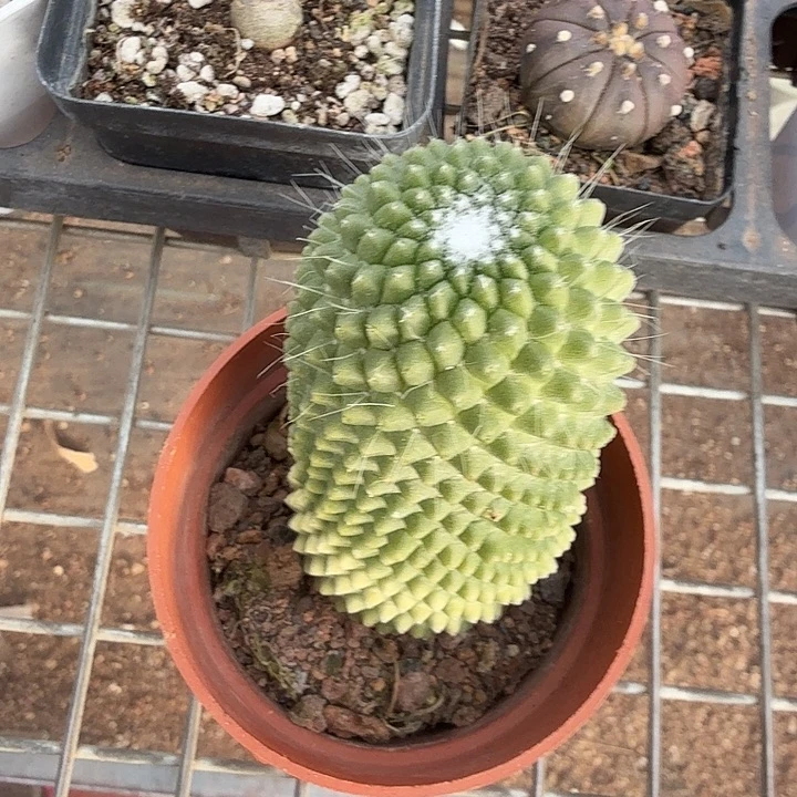 实生无刺白珠4仙人球