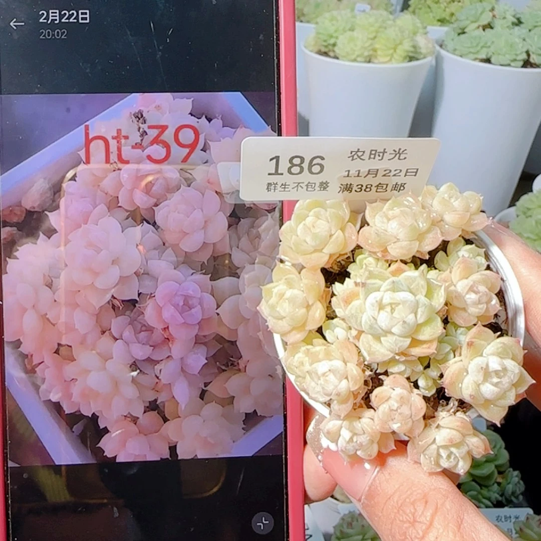 1122-186ht-39麦杆