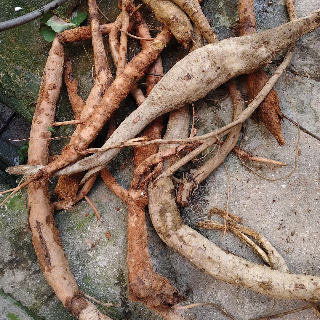 云南野生新鲜柴【葛】【根】