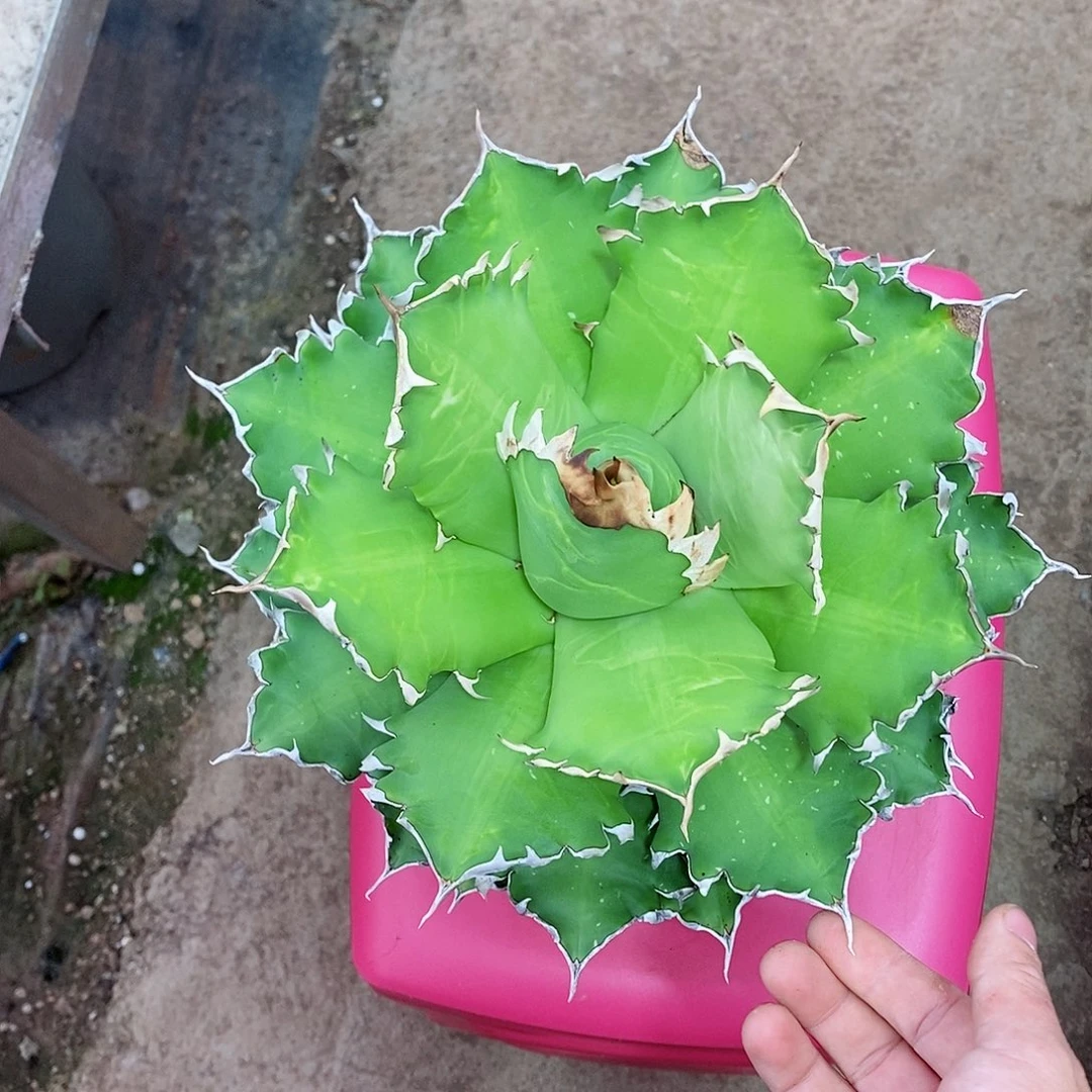 多肉植物龙蛇兰植物