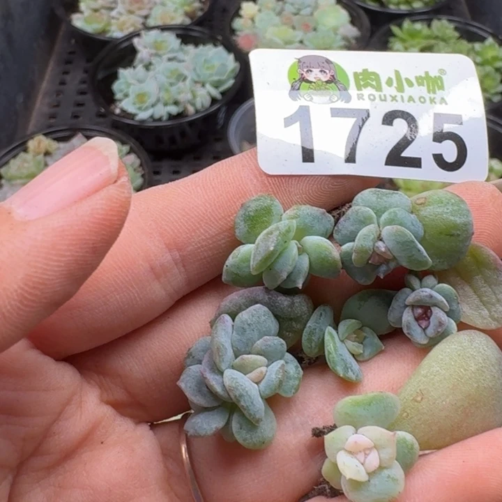 小****多肉植物多肉植物