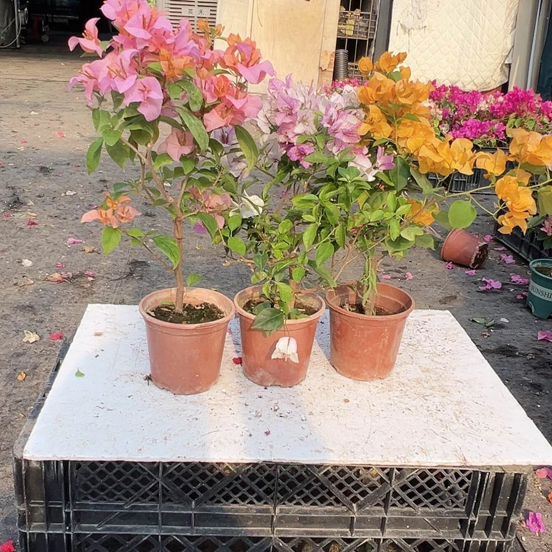 大部分花苞少量开放金发女郎，雪紫，加州黄组合