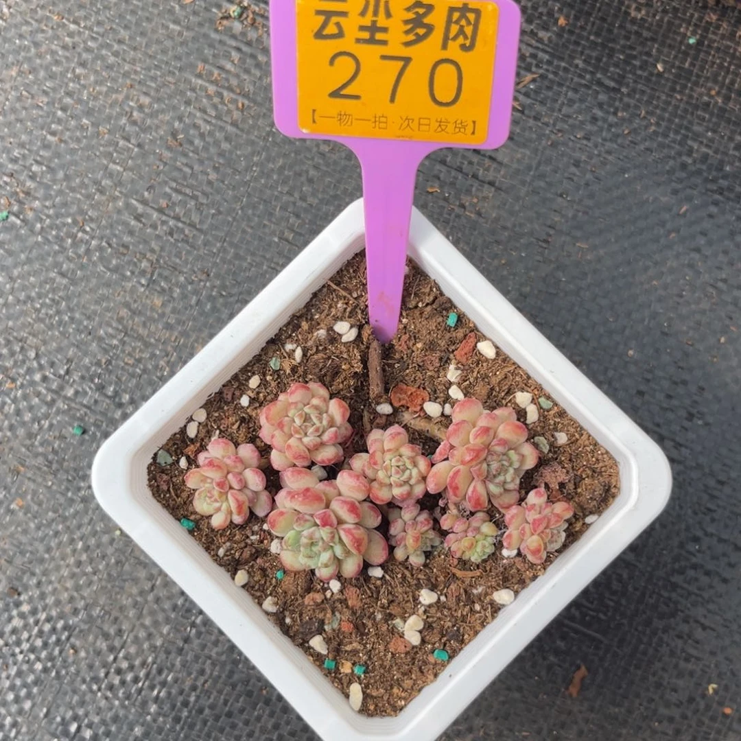 云尘多肉一物一拍270
