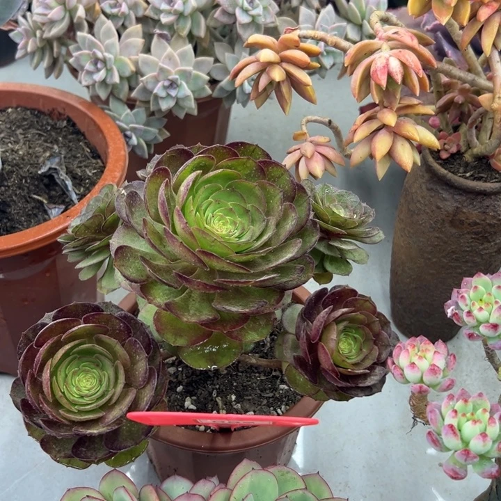 兰*法师多肉植物089