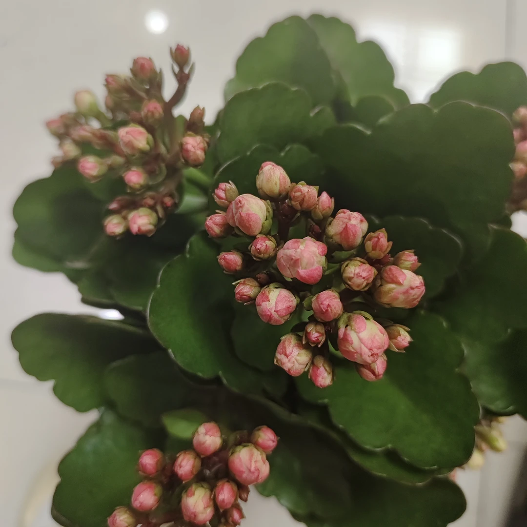 【多肉家】惊艳长寿花130盆