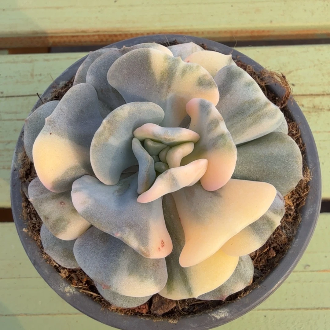 雪精灵锦花脸锦上园艺一物一拍