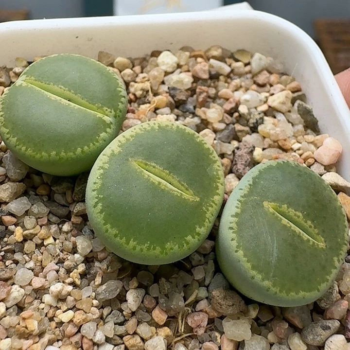 23899清框特价GT绿帽子