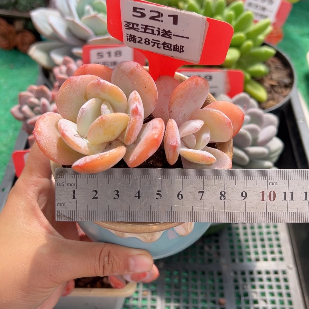 表妹精品多肉植物521.