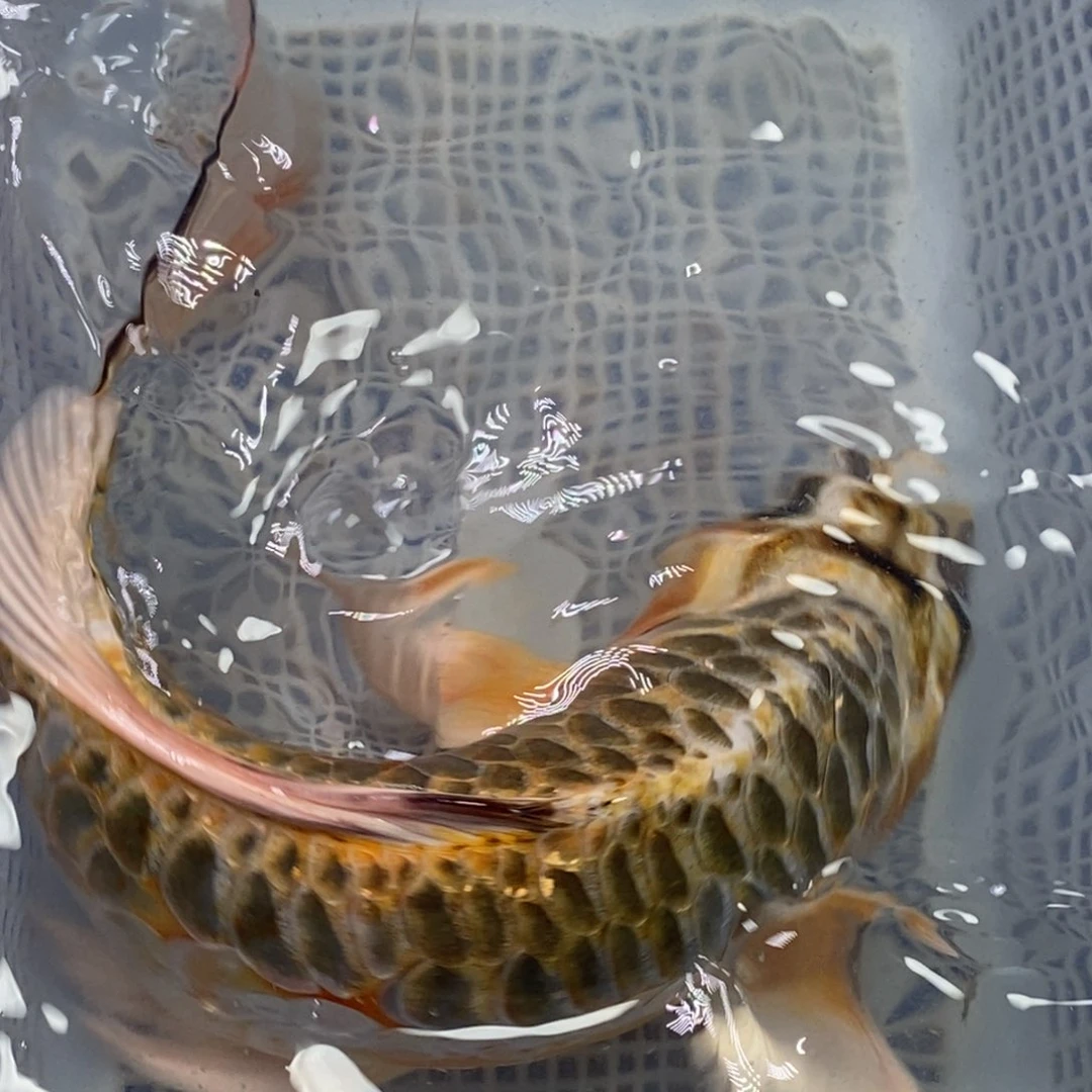 锦鲤锦鲤 开衩掉鳞属于正常现象介意别拍