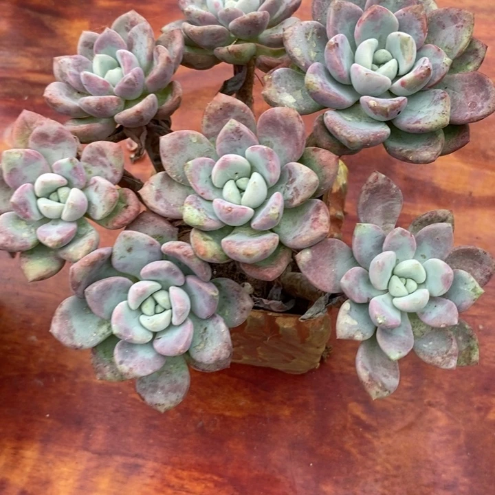 老桩花半露整无砍多肉