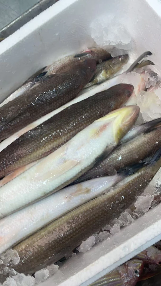 汕尾本港那哥鱼新鲜野生那哥鱼中乌鱼