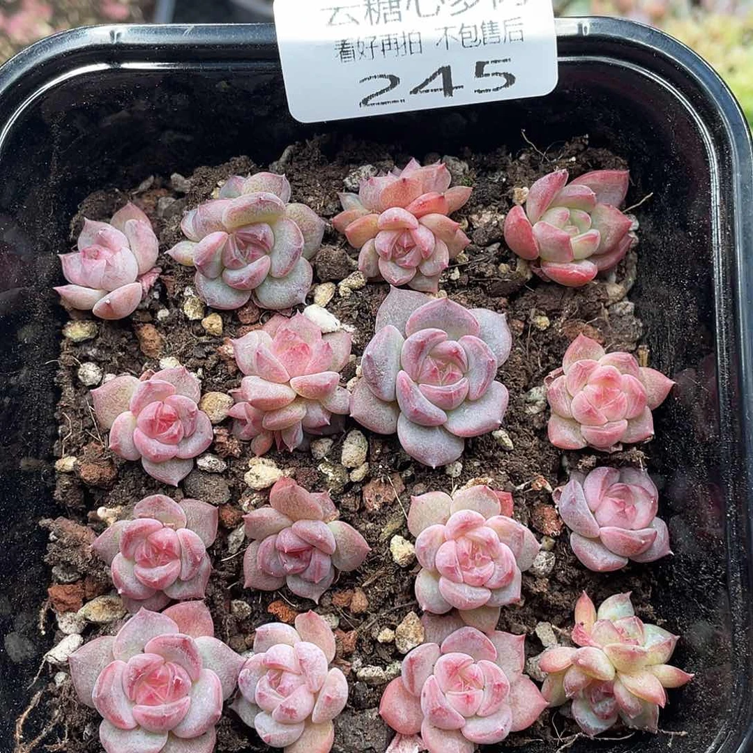 云糖心多肉植物245