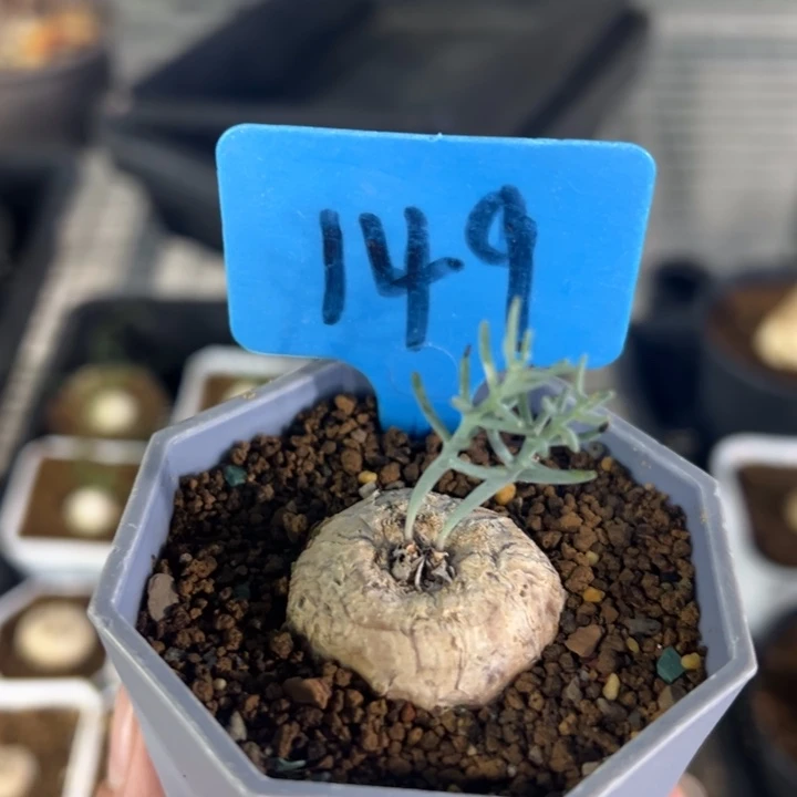 爱富利多肉植物！