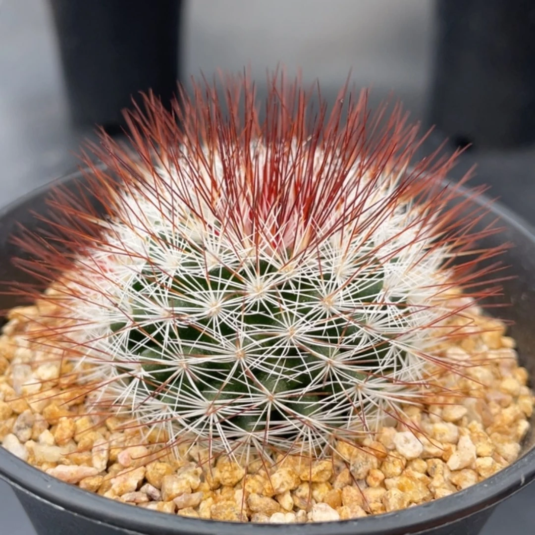 碎****红刺马库斯       实生根