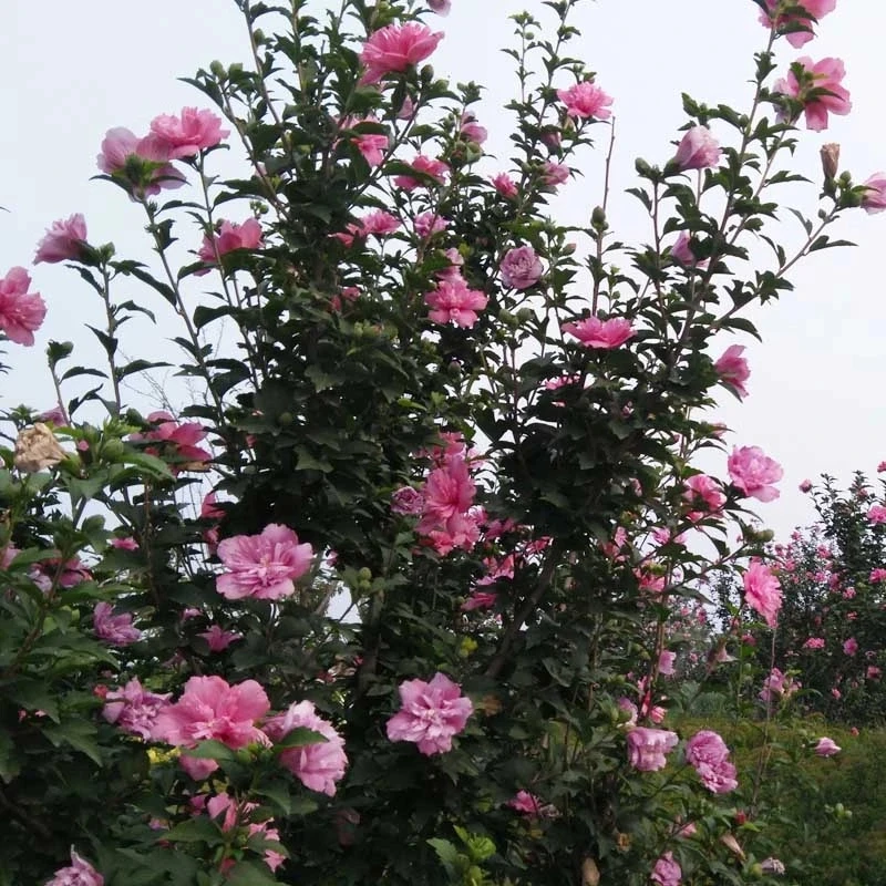 木槿树苗盆栽地栽木槿花苗重瓣庭院耐寒植物工程绿化苗木