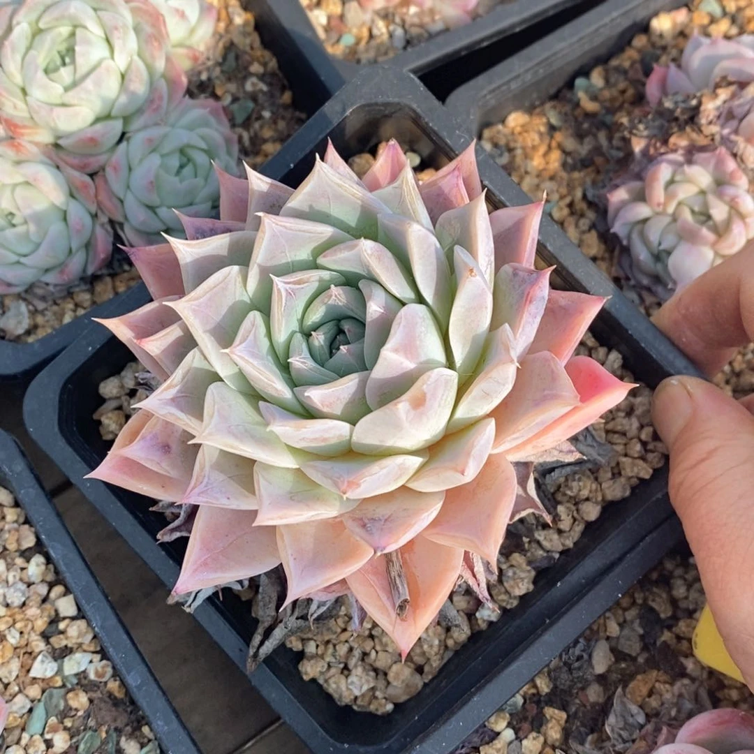 精品多肉一物一拍不包整74