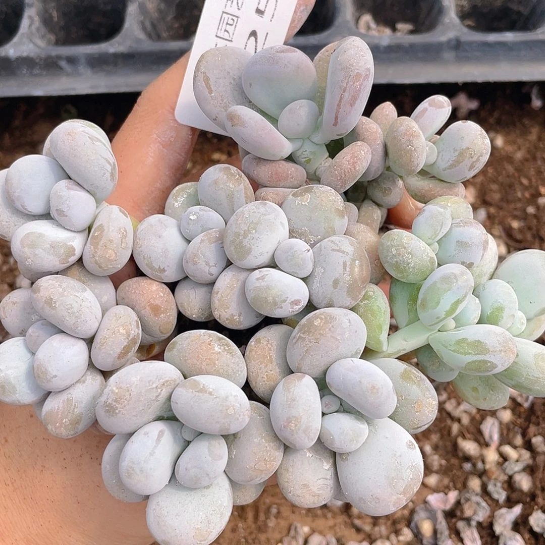 多肉植物多肉植物825