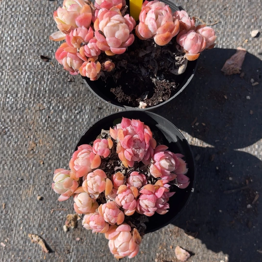 云尘多肉一物一拍不包整1653