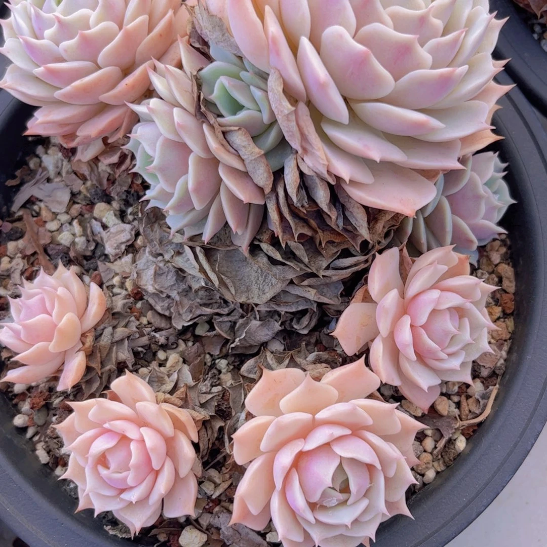 露娜莲不包小损04120多肉植物